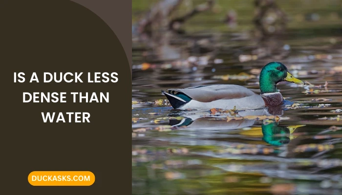 Are Duck Yolks Thicker