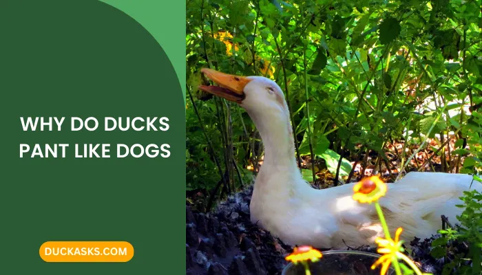 Why Do Ducks Pant Like Dogs